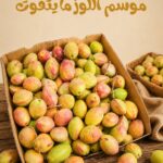 Loz - لوز